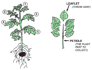 Plant Tests – Soiltest Labs